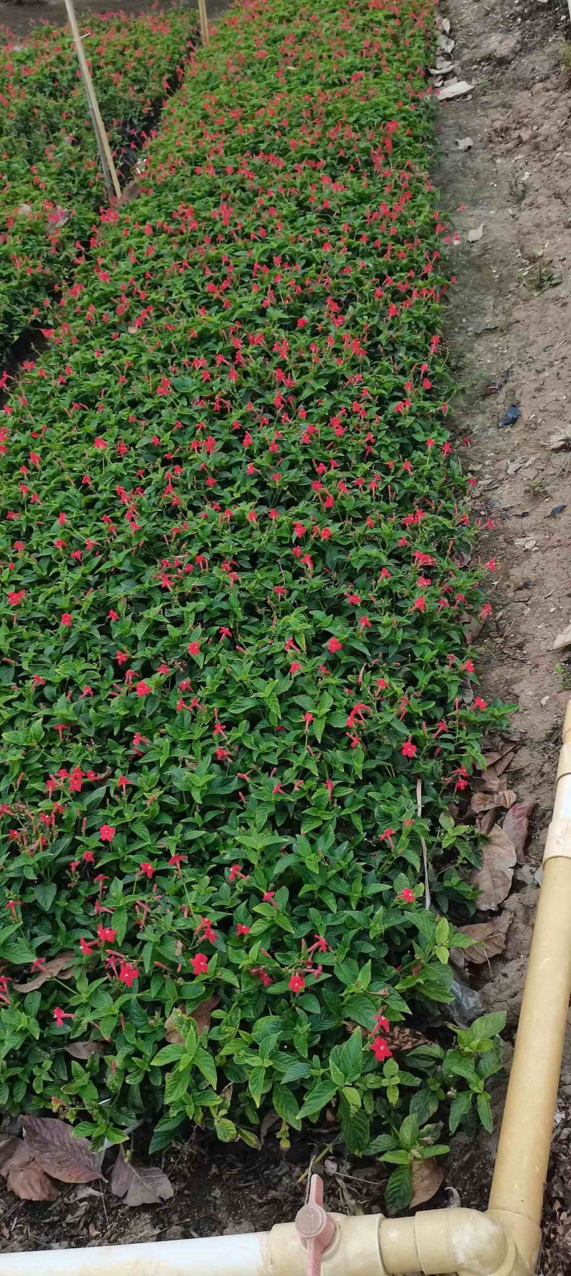 大花芦莉各种规格基地大量现货供应，欢迎各位客户咨询