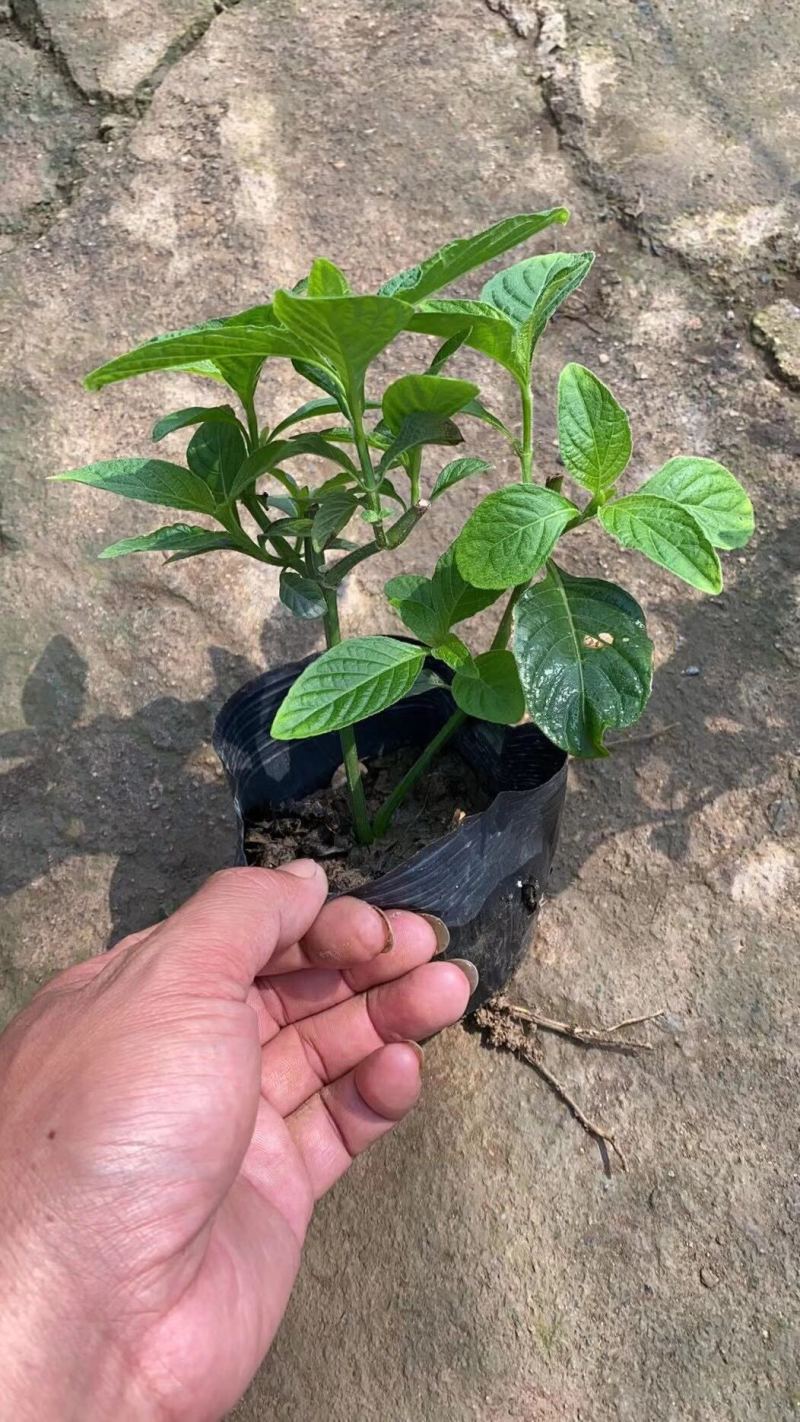 大花芦莉各种规格基地大量现货供应，欢迎各位客户咨询