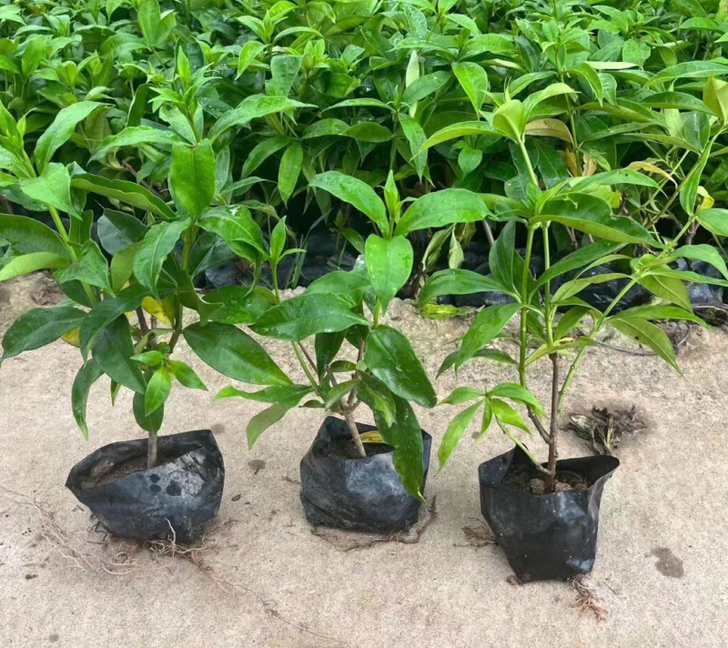 软枝黄蝉各种规格基地大量现货供应，欢迎各位客户咨询
