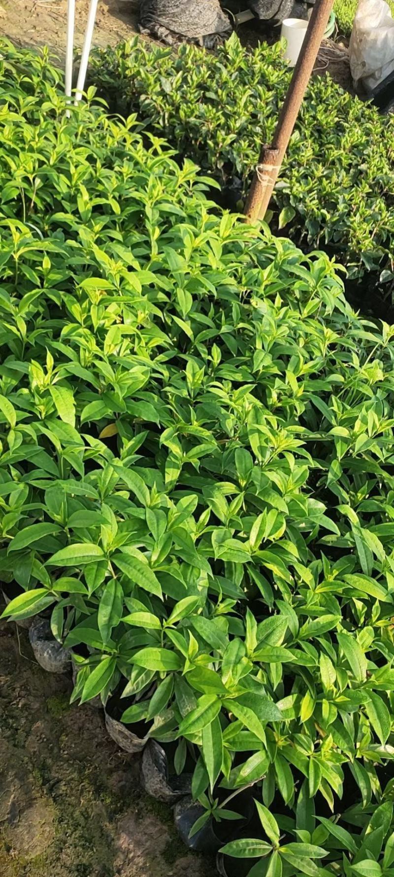 软枝黄蝉各种规格基地大量现货供应，欢迎各位客户咨询