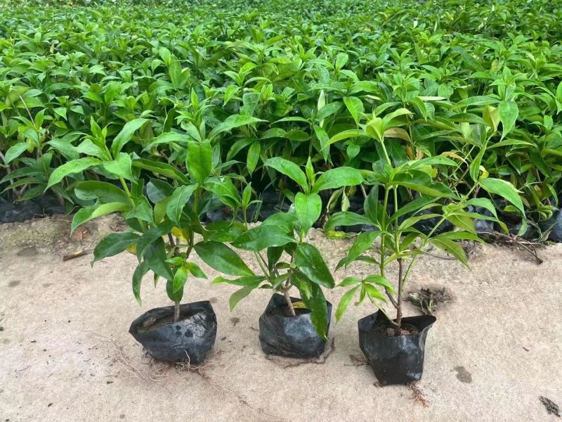 软枝黄蝉各种规格基地大量现货供应，欢迎各位客户咨询