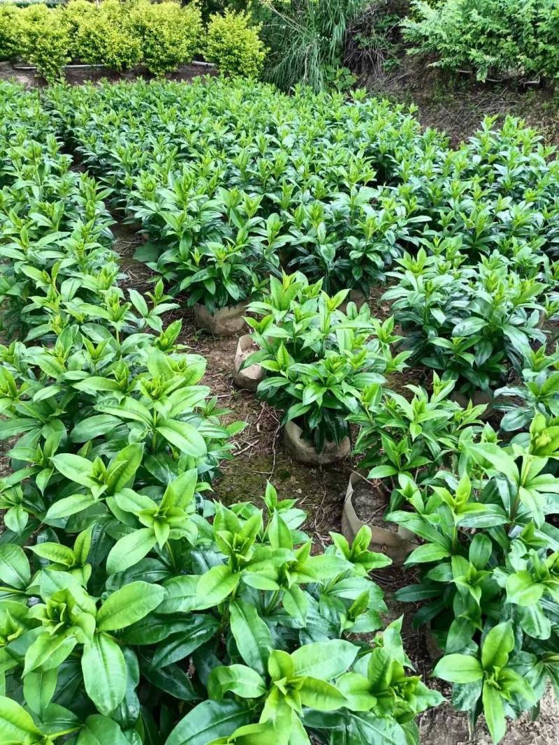 软枝黄蝉各种规格基地大量现货供应，欢迎各位客户咨询