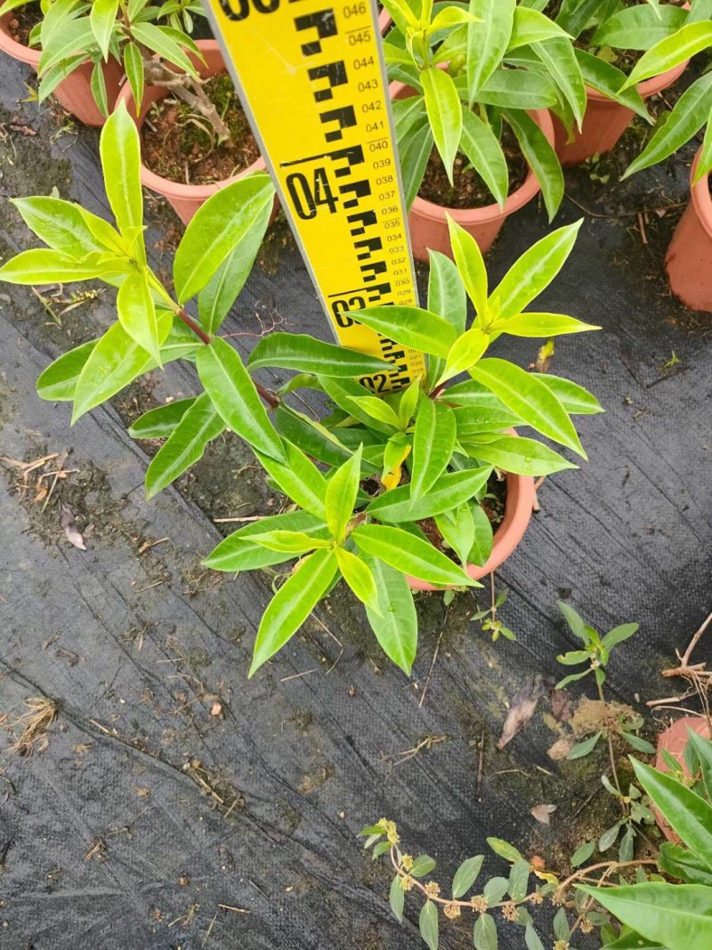 软枝黄蝉各种规格基地大量现货供应，欢迎各位客户咨询
