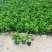 软枝黄蝉各种规格基地大量现货供应，欢迎各位客户咨询