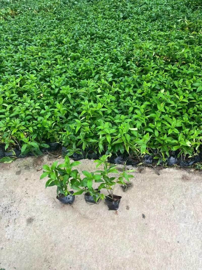 软枝黄蝉各种规格基地大量现货供应，欢迎各位客户咨询