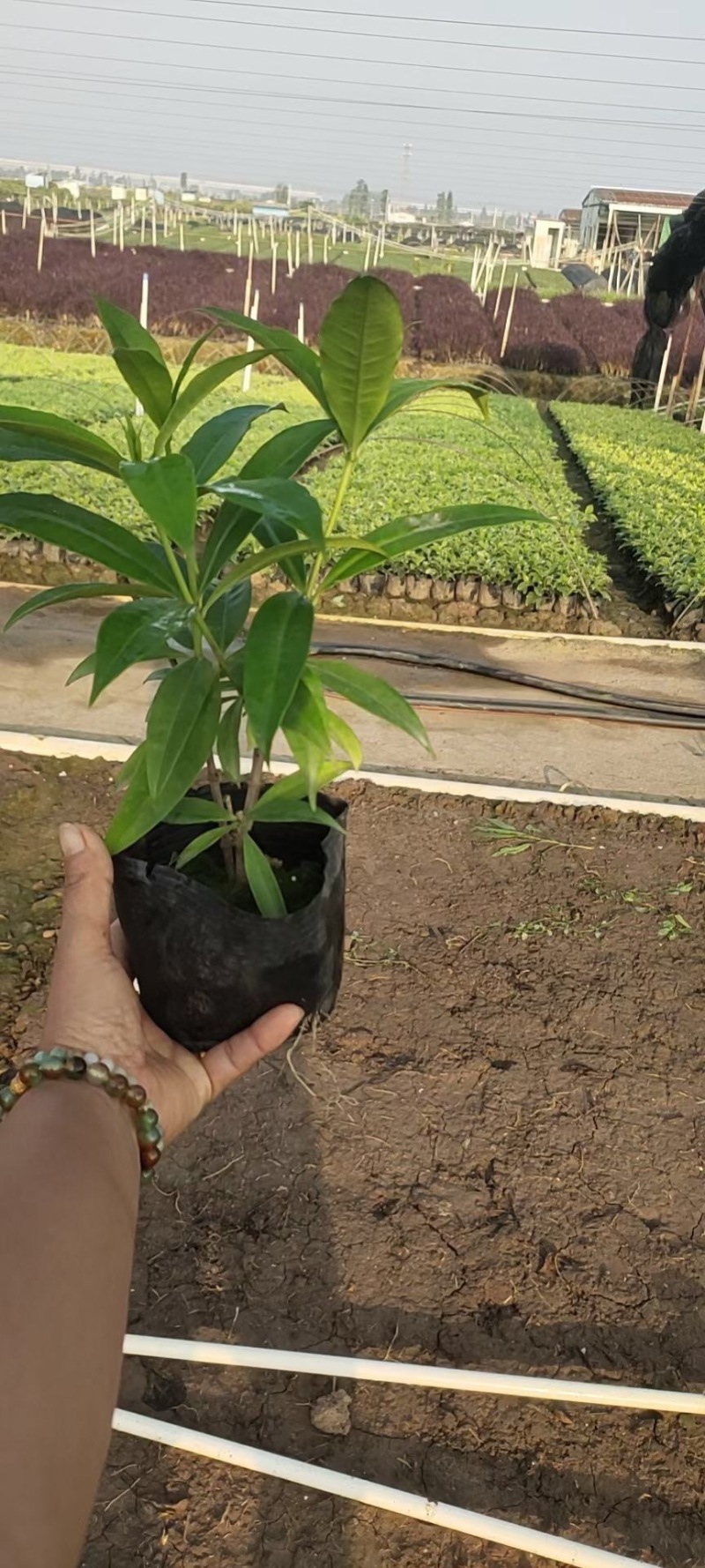 软枝黄蝉各种规格基地大量现货供应，欢迎各位客户咨询