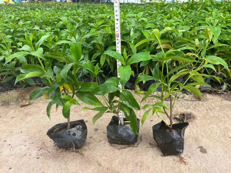 软枝黄蝉各种规格基地大量现货供应，欢迎各位客户咨询