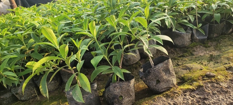 软枝黄蝉各种规格基地大量现货供应，欢迎各位客户咨询