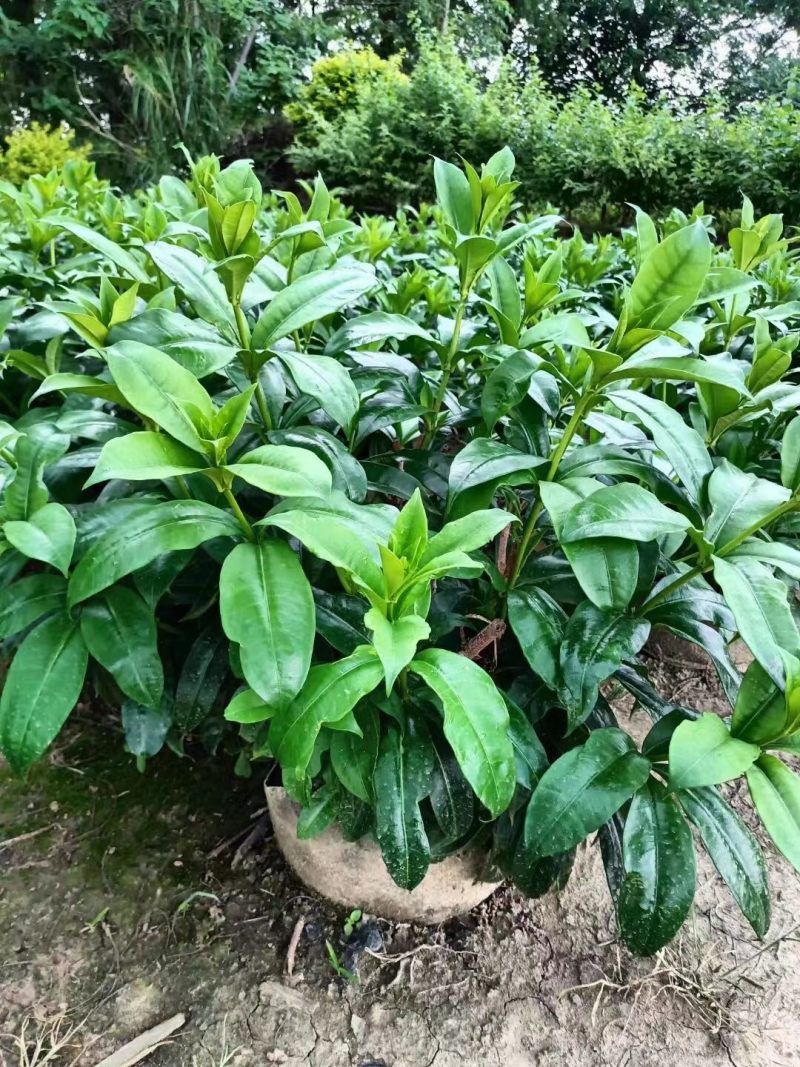 软枝黄蝉各种规格基地大量现货供应，欢迎各位客户咨询
