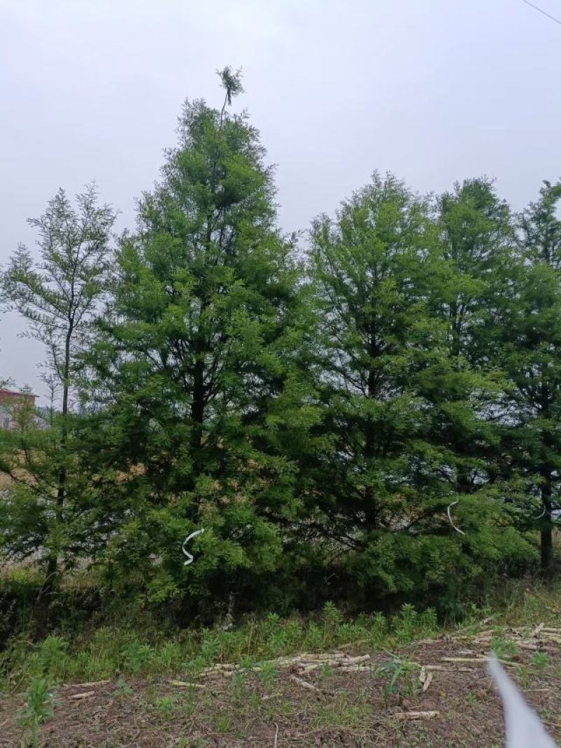 精品水杉，落羽杉，中山杉，池杉！全国发货，一手货源！