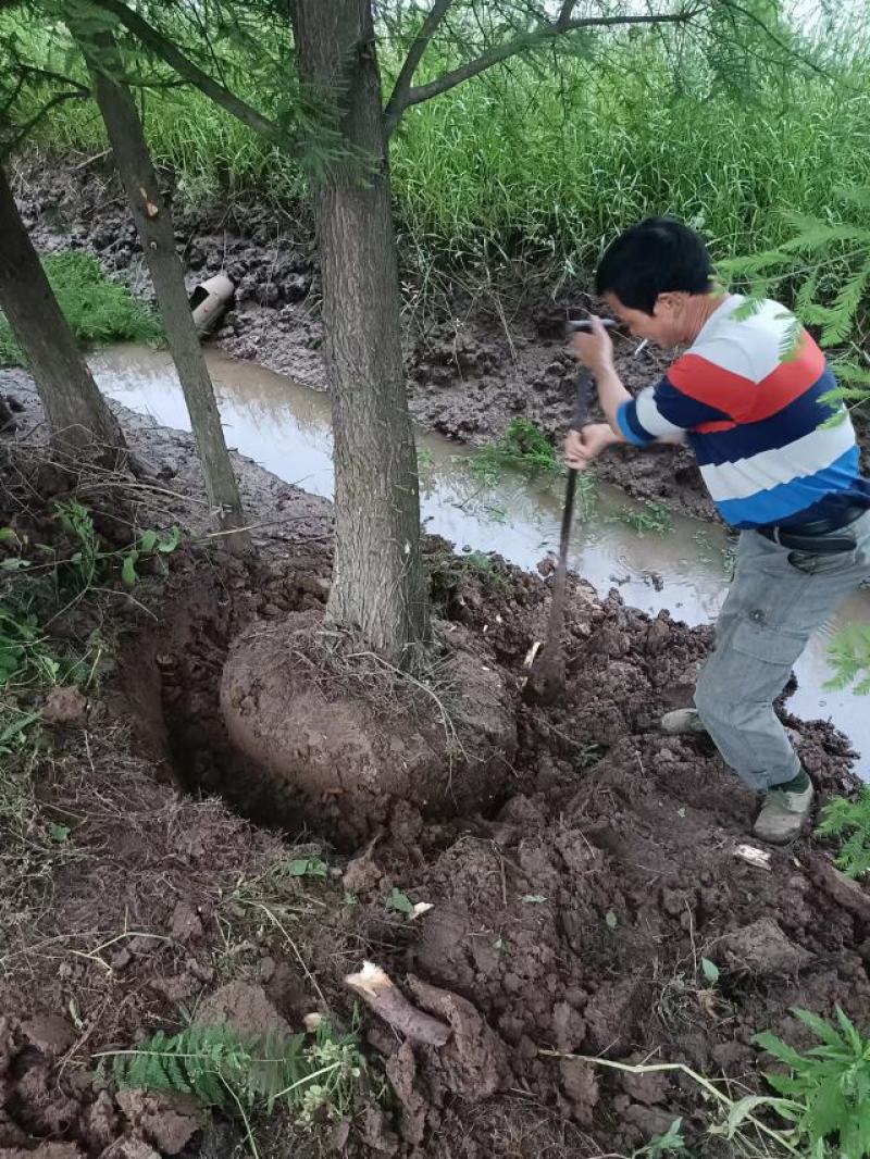 精品水杉，落羽杉，中山杉，池杉！全国发货，一手货源！