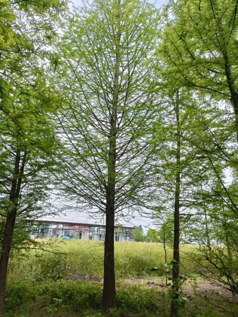 精品水杉，落羽杉，中山杉，池杉！全国发货，一手货源！