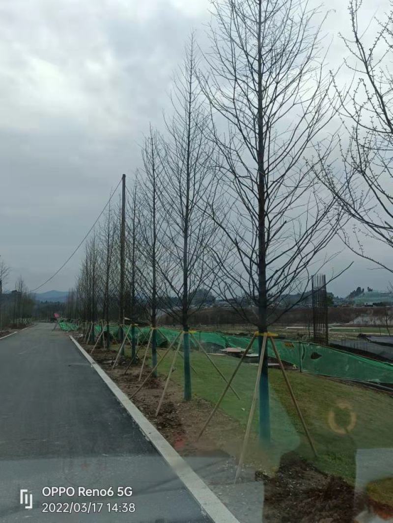 精品水杉，落羽杉，中山杉，池杉！全国发货，一手货源！