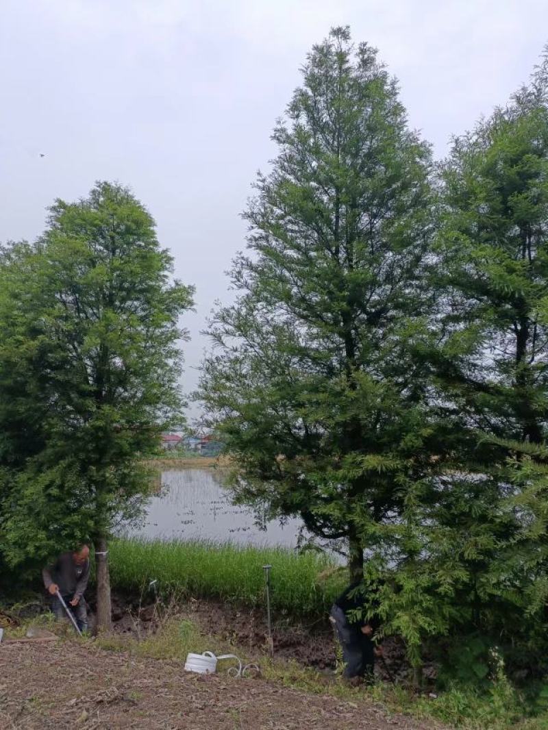 精品水杉，落羽杉，中山杉，池杉！全国发货，一手货源！