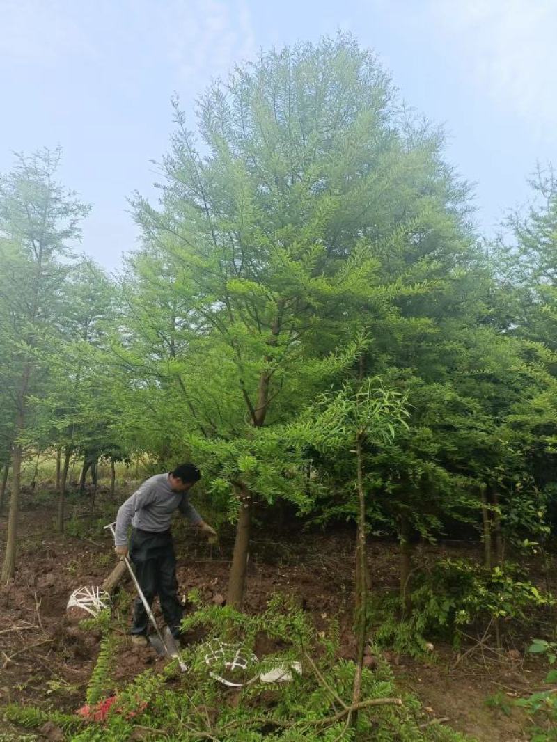 精品水杉，落羽杉，中山杉，池杉！全国发货，一手货源！