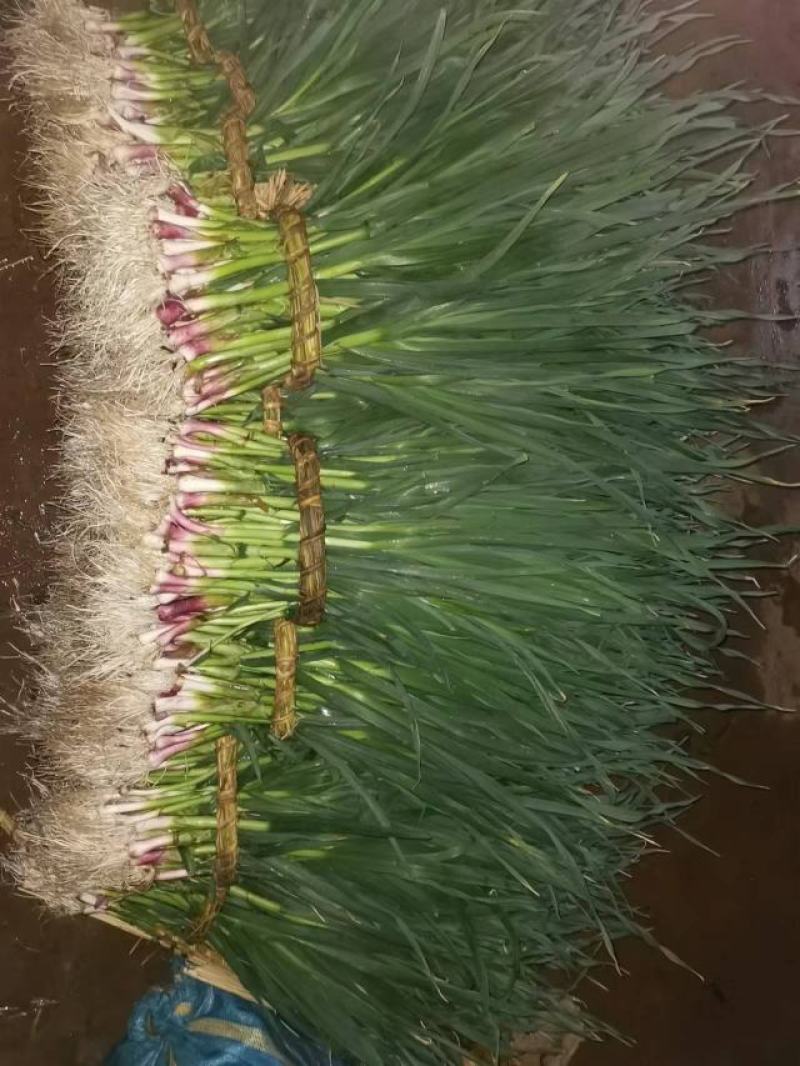 红根蒜苗