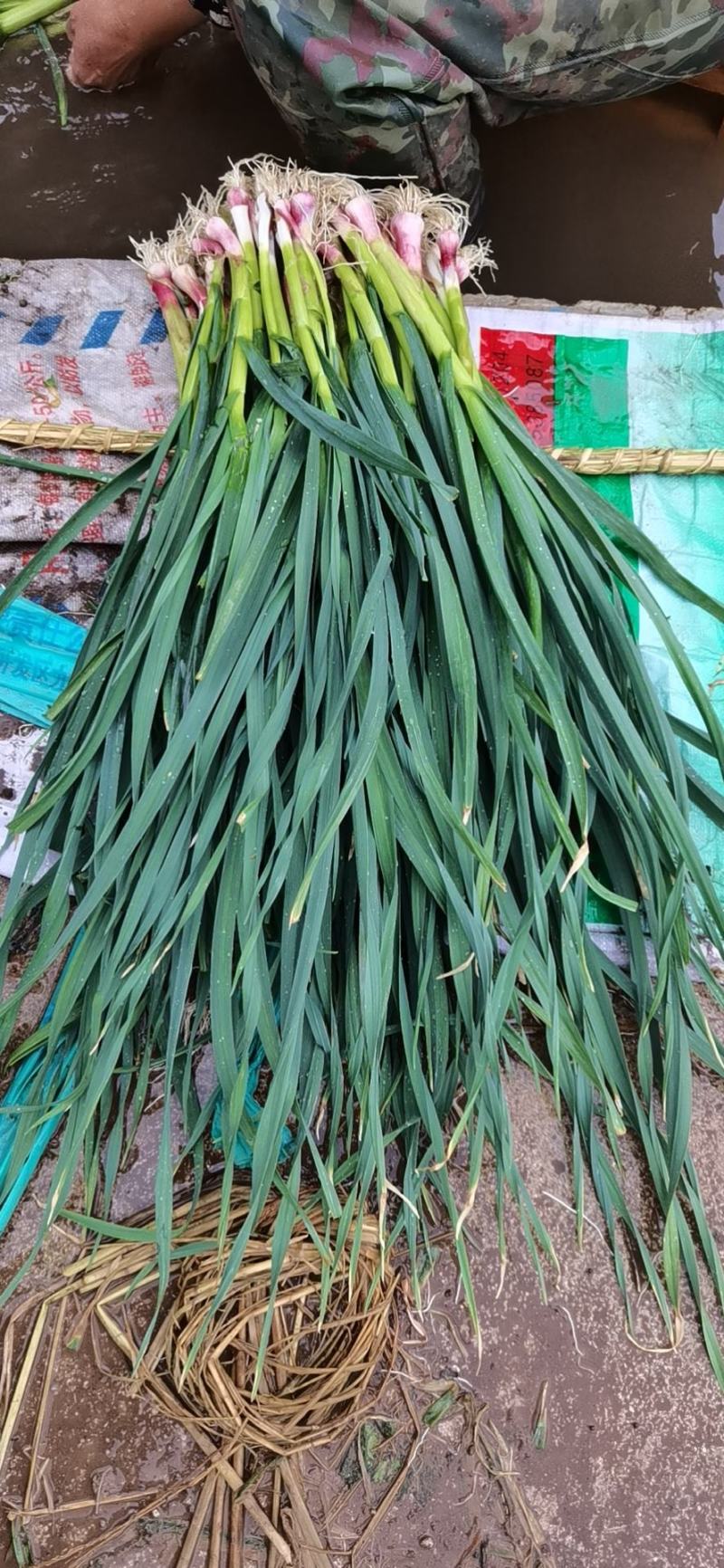 红根蒜苗