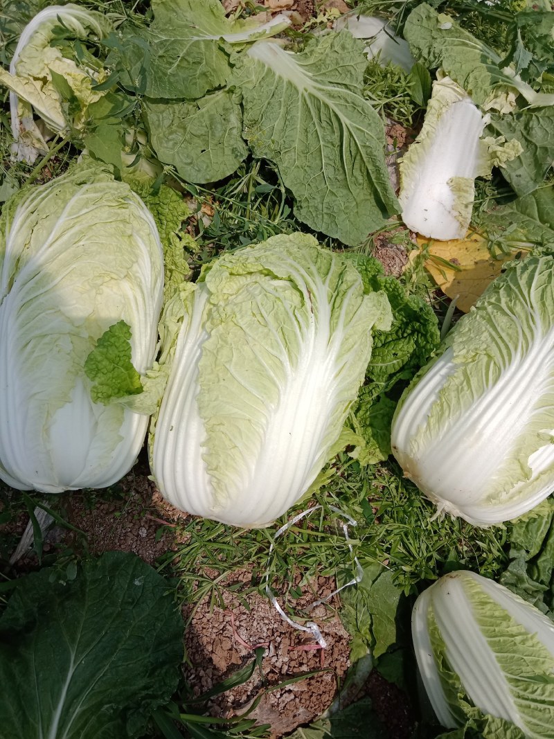 大娃娃菜