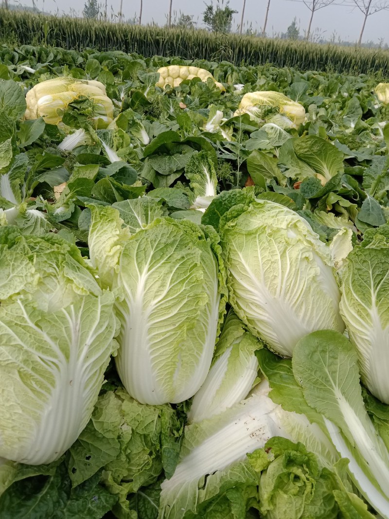 大娃娃菜
