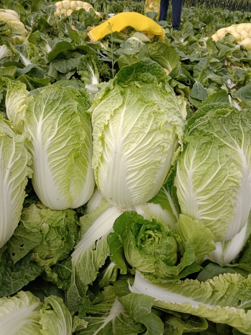大娃娃菜