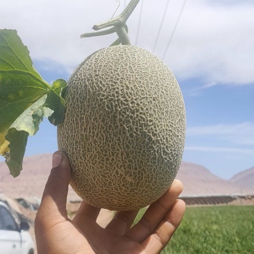 新疆落地哈密瓜大量上市，欢迎各位采购员订购！新疆光星水果