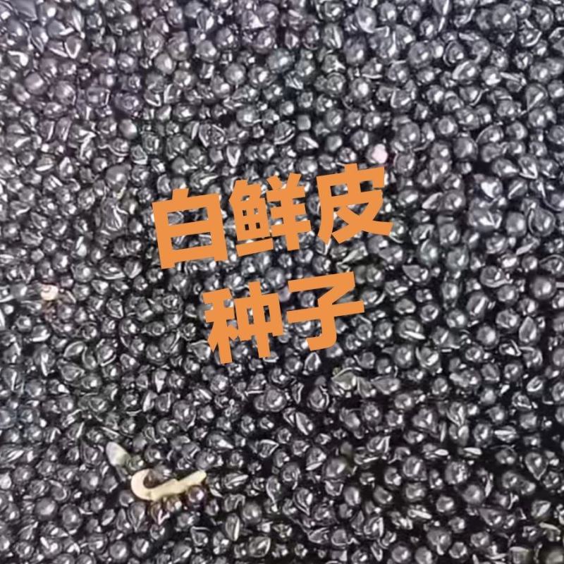 【优选商家】白鲜皮种子质量，好品质保证有需要的联系