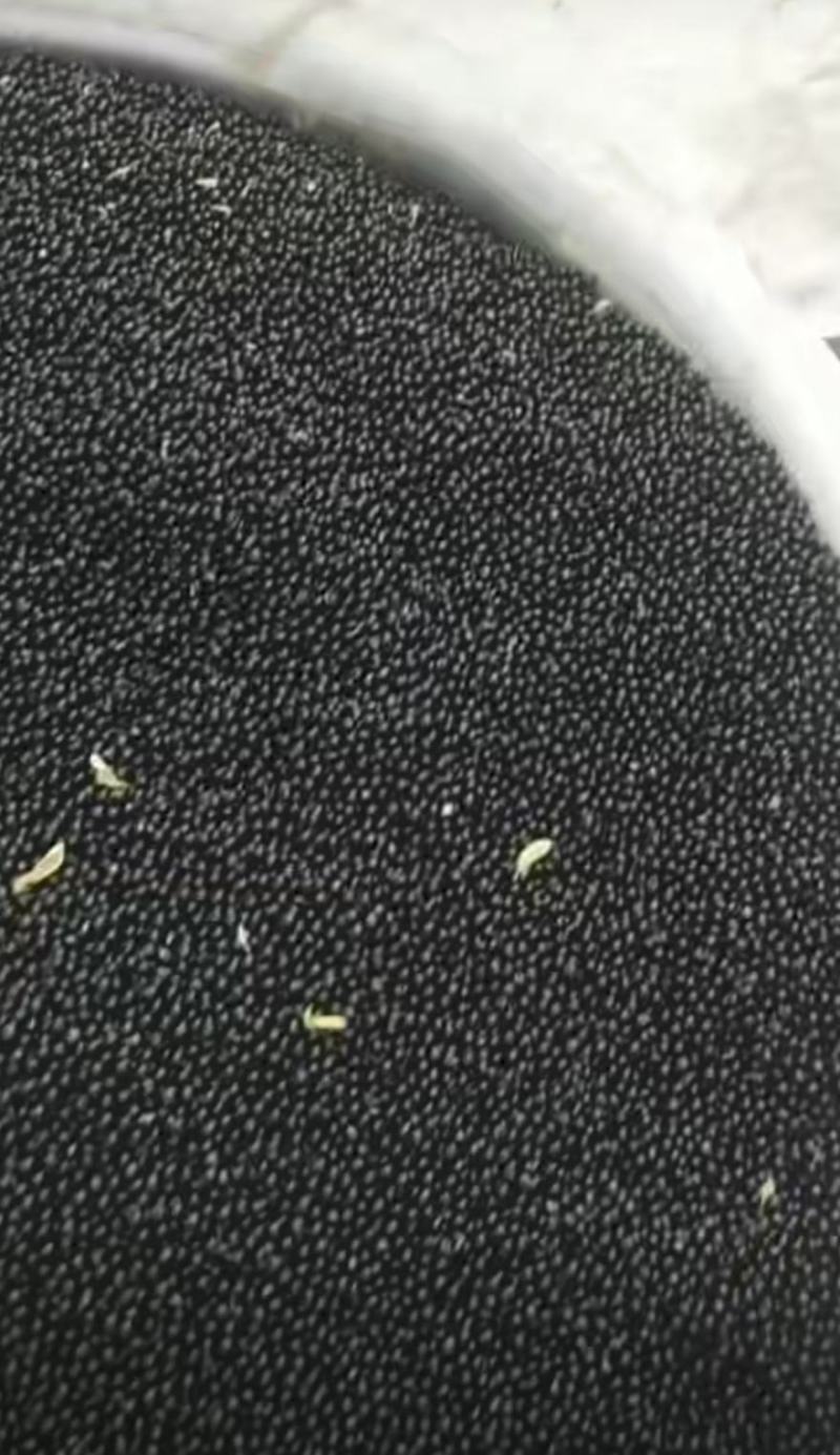 【优选商家】白鲜皮种子质量，好品质保证有需要的联系