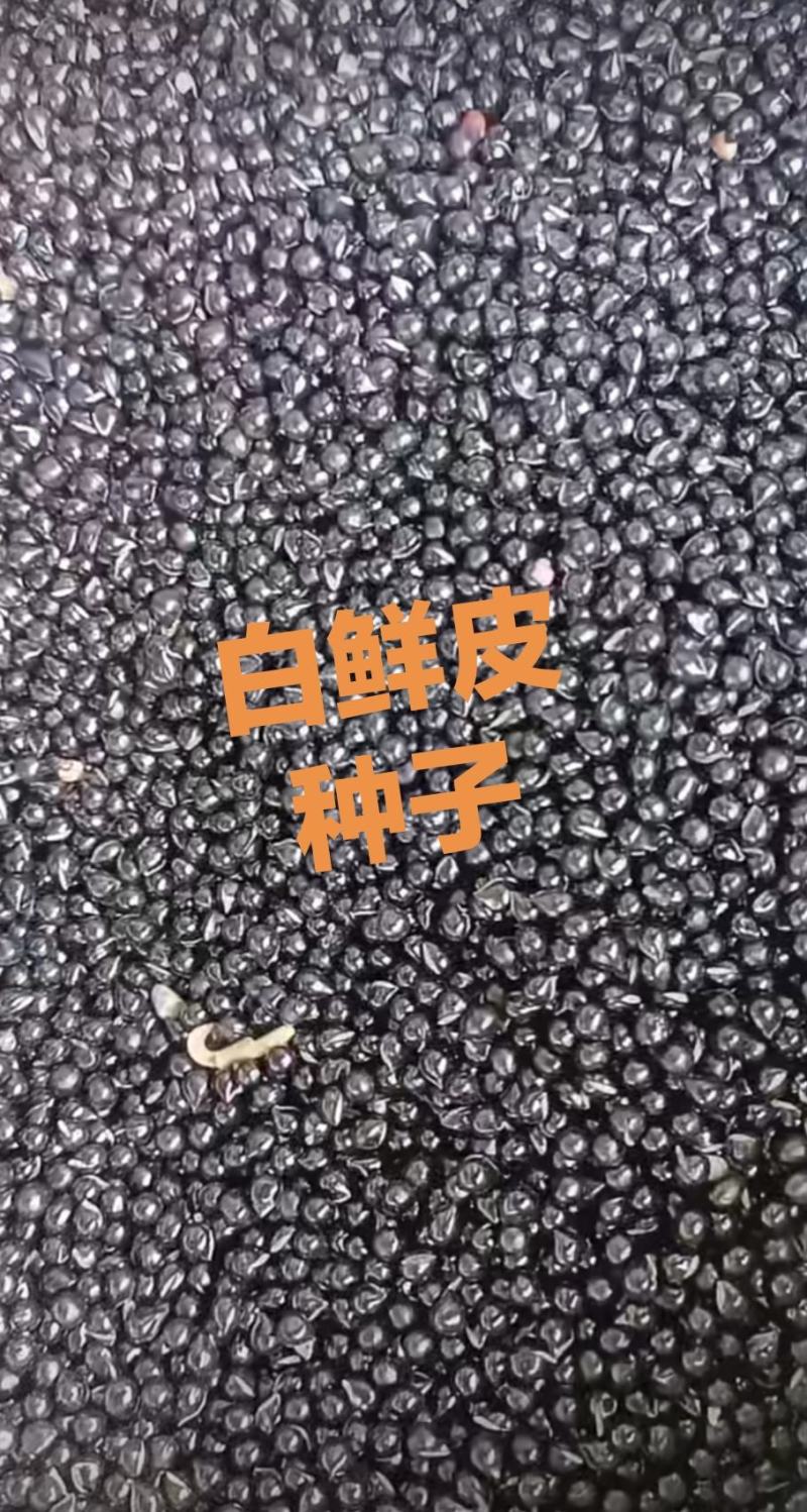 【优选商家】白鲜皮种子质量，好品质保证有需要的联系
