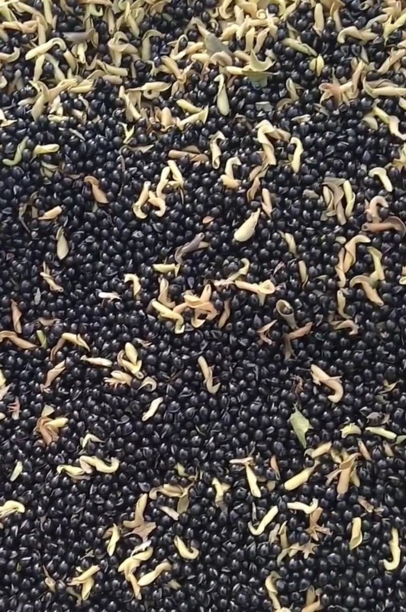 【优选商家】白鲜皮种子质量，好品质保证有需要的联系