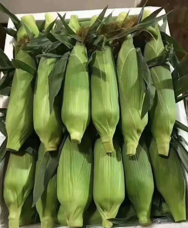 云南通海双色水果玉米🌽