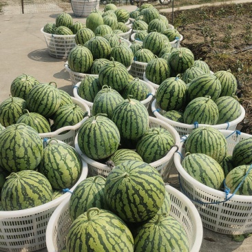 8424美都西瓜