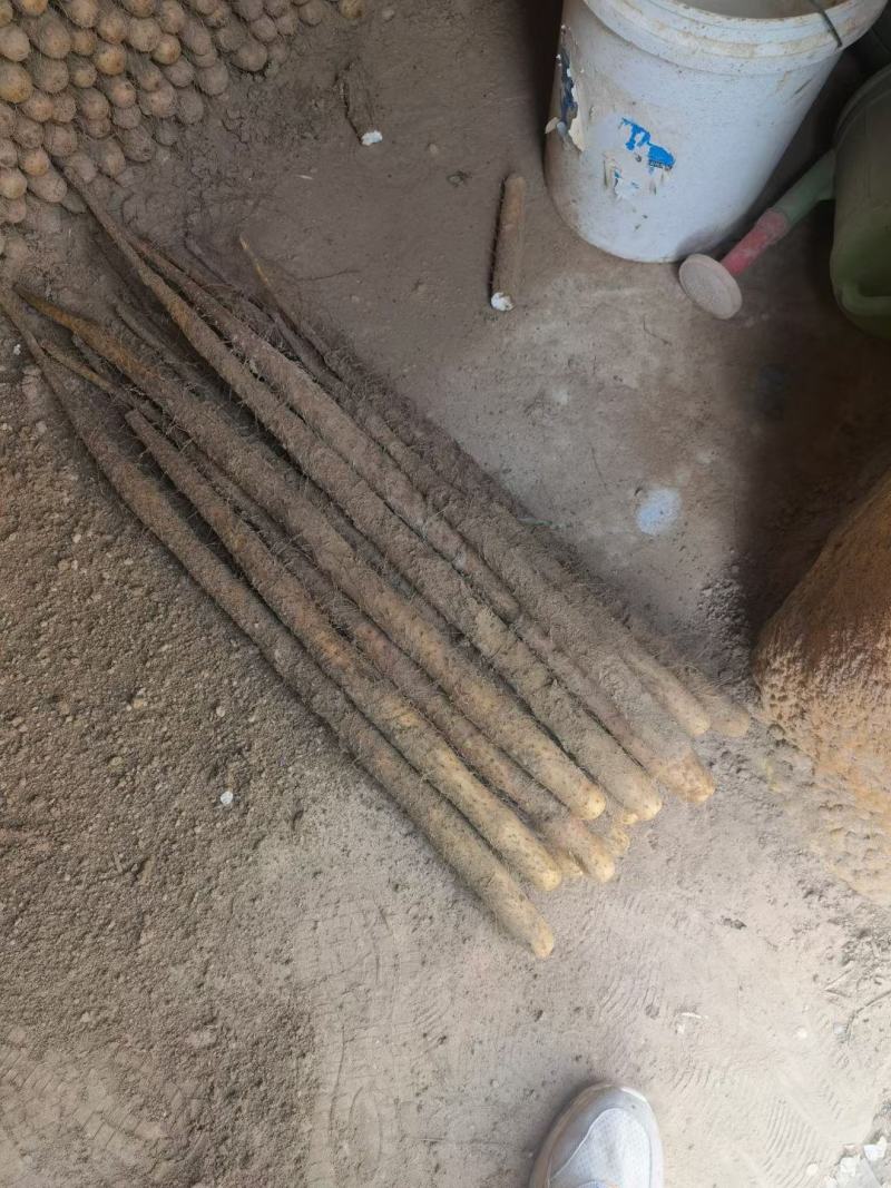 【实力】山药社区电商供货铁棍白玉双棒麻山药紫药白嘴