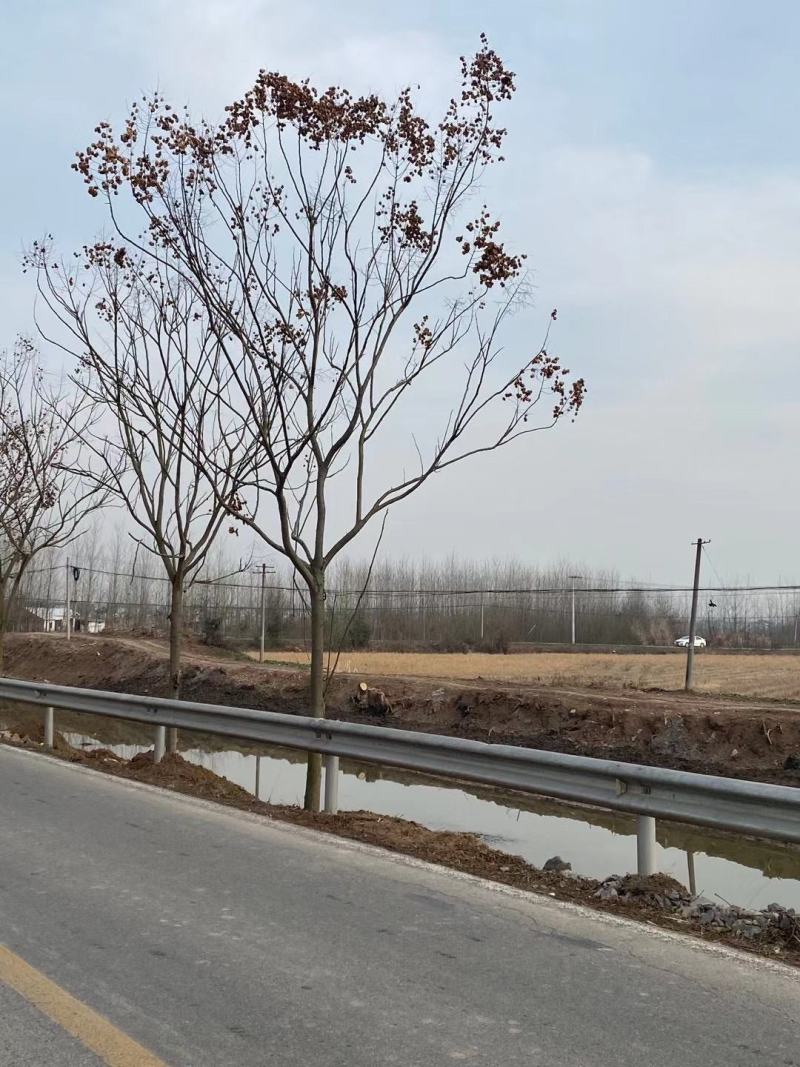 全冠栾树，树型漂亮，黑土田苗，海量现货，代发全国