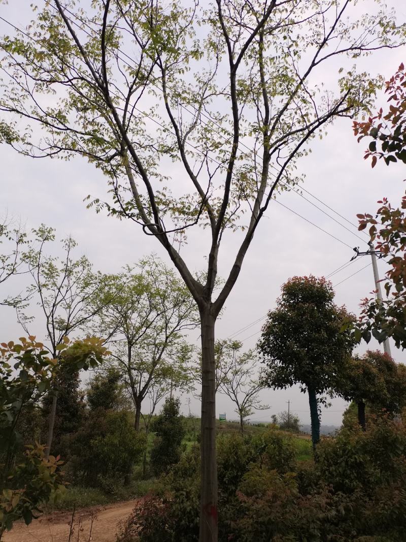 全冠栾树，树型漂亮，黑土田苗，海量现货，代发全国