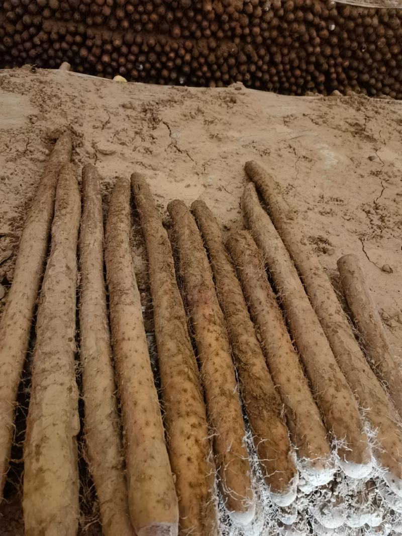 【实力】山药社区电商供货铁棍白玉双棒麻山药紫药白嘴