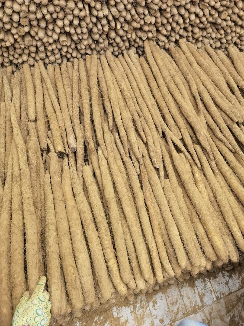 【实力】山药社区电商供货铁棍白玉双棒麻山药紫药白嘴