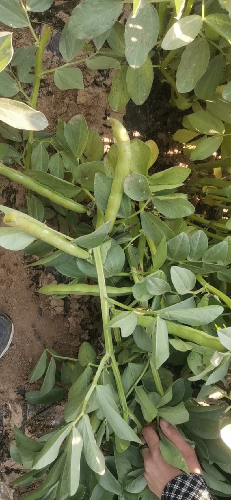精品蚕豆青蚕豆绿蚕大量供货，产地直发，优质货源，货源稳定