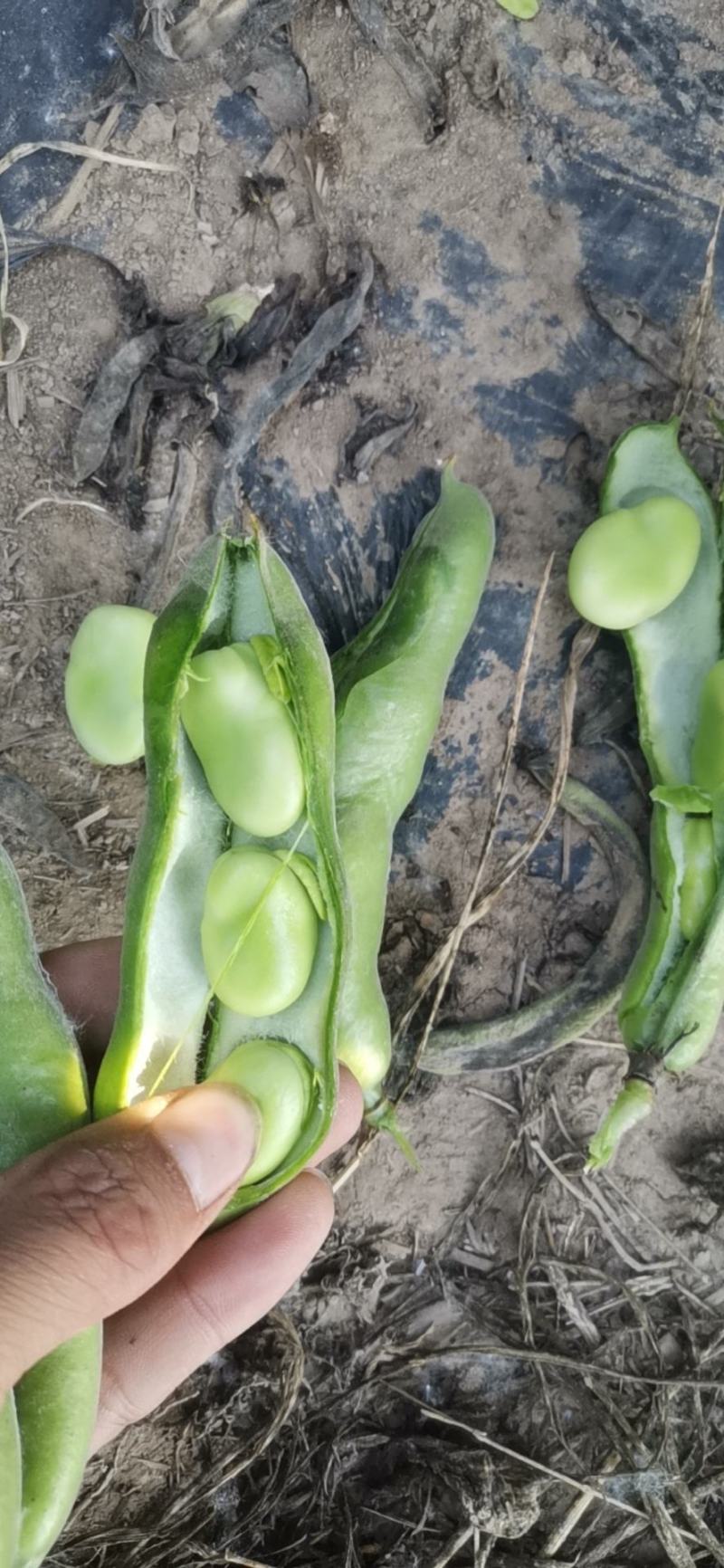 精品蚕豆青蚕豆绿蚕大量供货，产地直发，优质货源，货源稳定