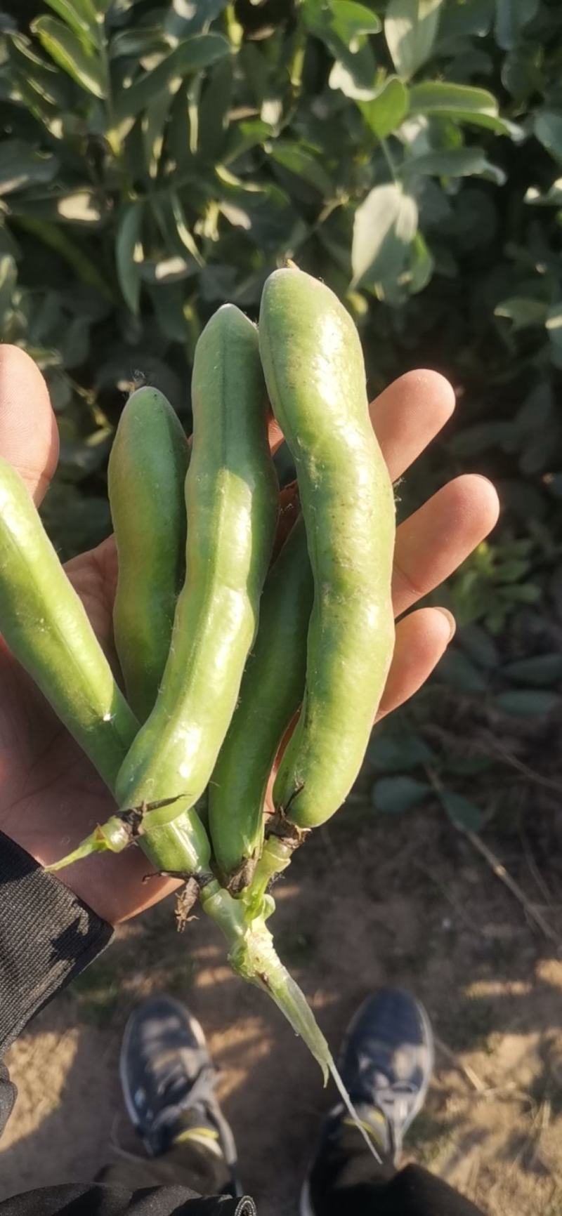 精品蚕豆青蚕豆绿蚕大量供货，产地直发，优质货源，货源稳定
