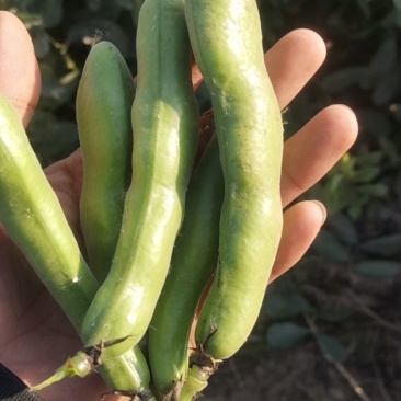 精品蚕豆青蚕豆绿蚕大量供货，产地直发，优质货源，货源稳定
