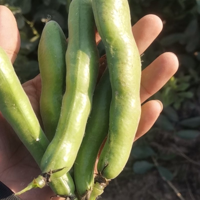 精品蚕豆青蚕豆绿蚕大量供货，产地直发，优质货源，货源稳定