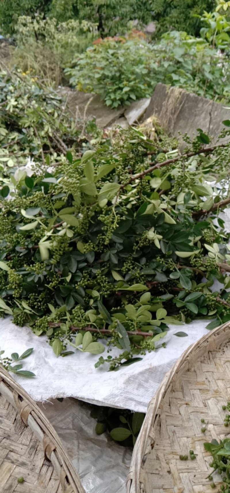 鲜花椒大量上市了