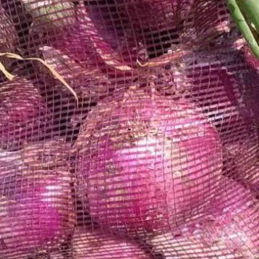 蔬菜