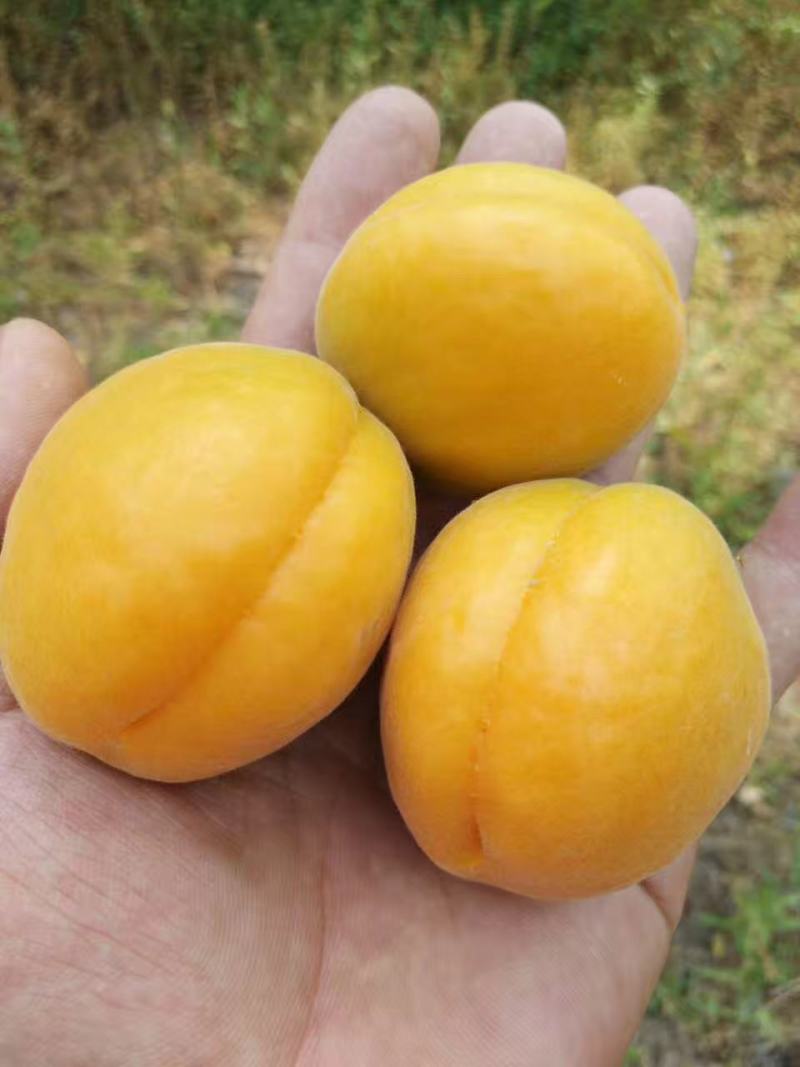 《金太阳杏》河北金太阳黄杏/电商供应产地一手货源