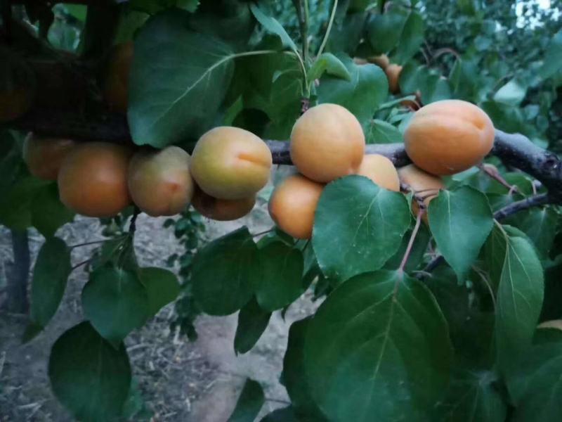 《金太阳杏》河北金太阳黄杏/电商供应产地一手货源