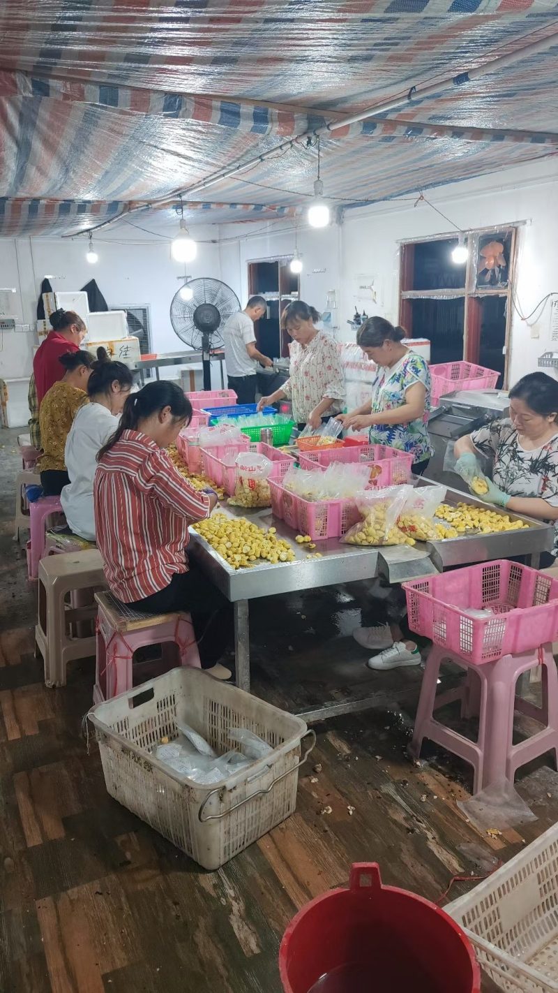 生鲜真空板栗仁超市商场酒店菜市场电商毛重半斤净板栗3两一