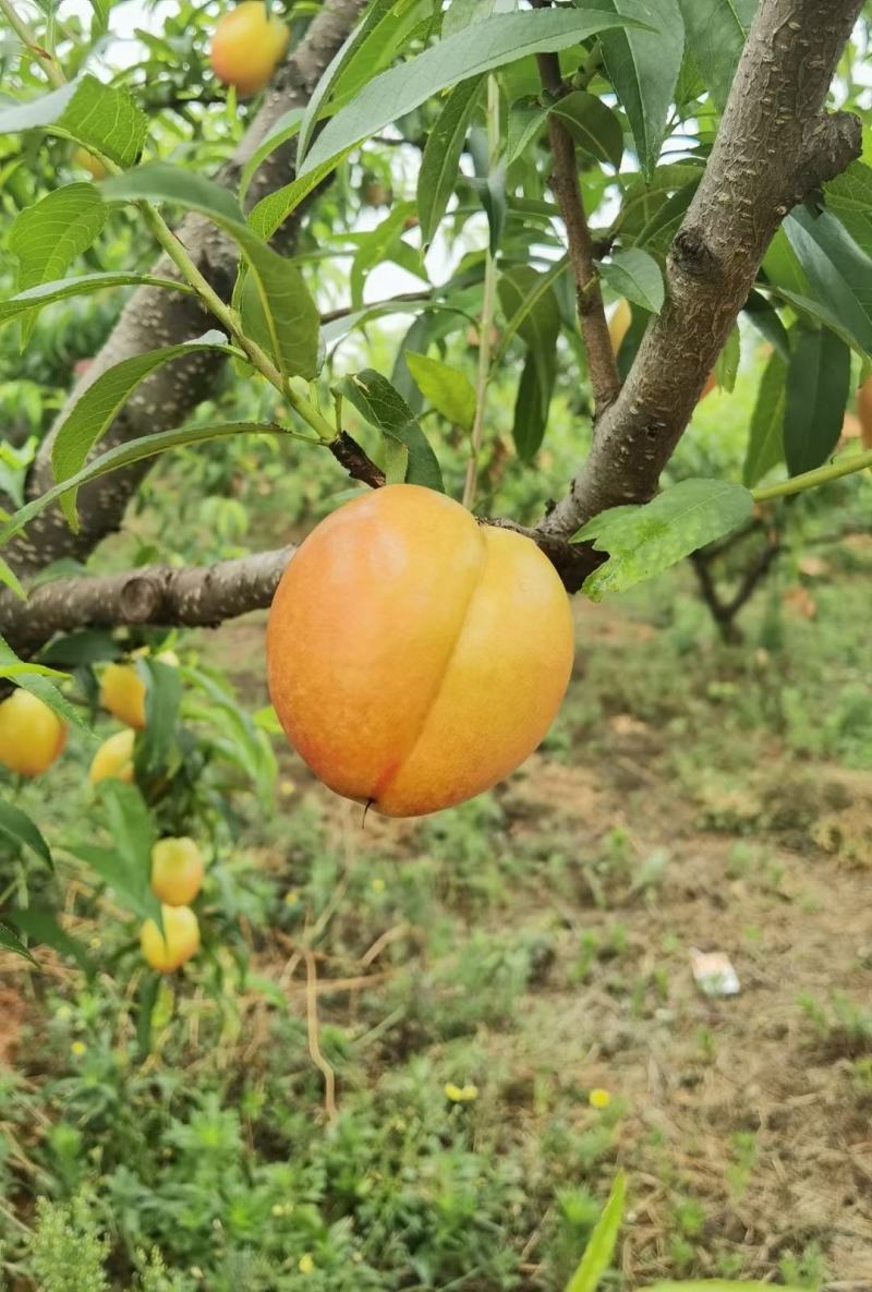 黄金油桃