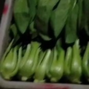 香葱青蒜莴笋以及各种蔬菜