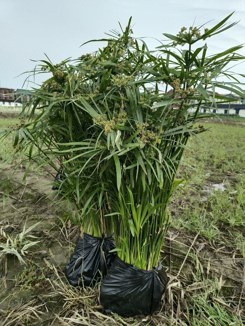 旱伞草（水竹，风车草）各种规格都有种规格都有现货