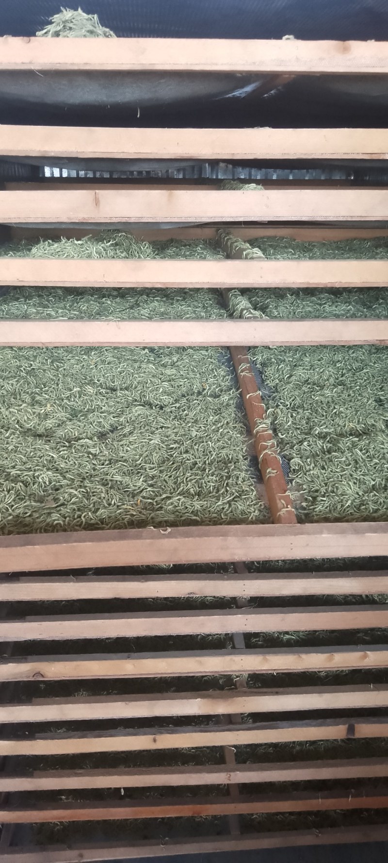 漯河百亩金银花持续采摘产新有需要的联系